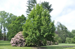 Magnolia denudata — photo 4